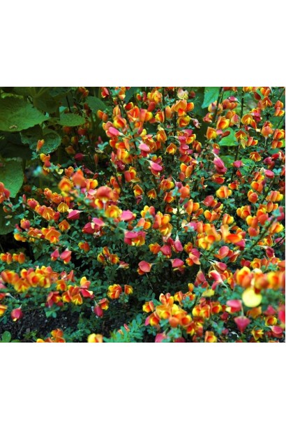 Рокитник Лена в Україні